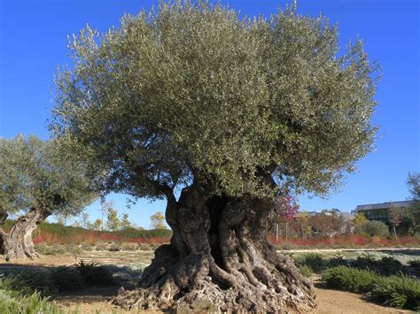 Olive Trees Pictures
