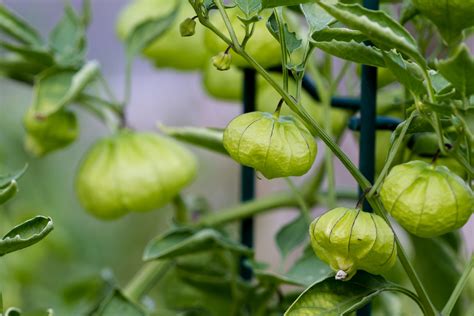 The fruit itself will be bright green, purple, or yellow depending on the variety. ¿Cómo cultivar tomate verde en las macetas de tu casa ...