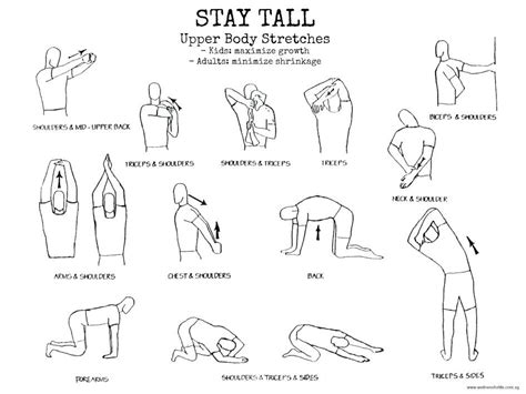 Exercises For Stroke Patients Printable Seniors Stay Tall Upper Body