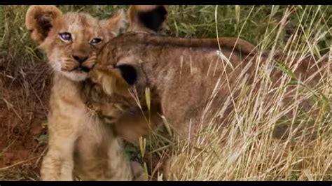 Lion Cubs Fight To Feed This Wild Life Bbc Earth