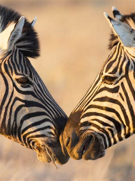 Zebras Greeting Bing Wallpaper Download
