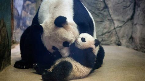 Giant Panda No Longer Endangered Experts Say Ctv News