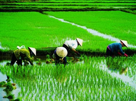 We did not find results for: Sawah Padi | Lukisan, Petani, Hijau