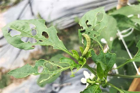 How To Identify And Control 13 Common Pepper Pests