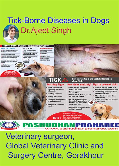 Tick Borne Diseases In Dogs Pashudhan Praharee