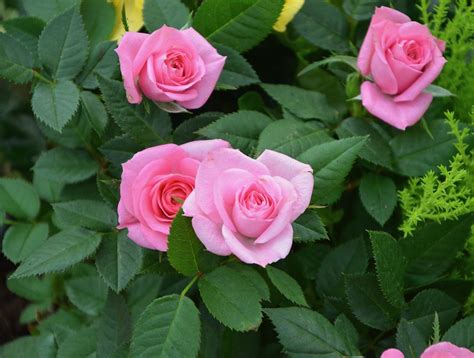 Download 81 Gambar Bunga Mawar Warna Pink Terbaru Hd Gambar