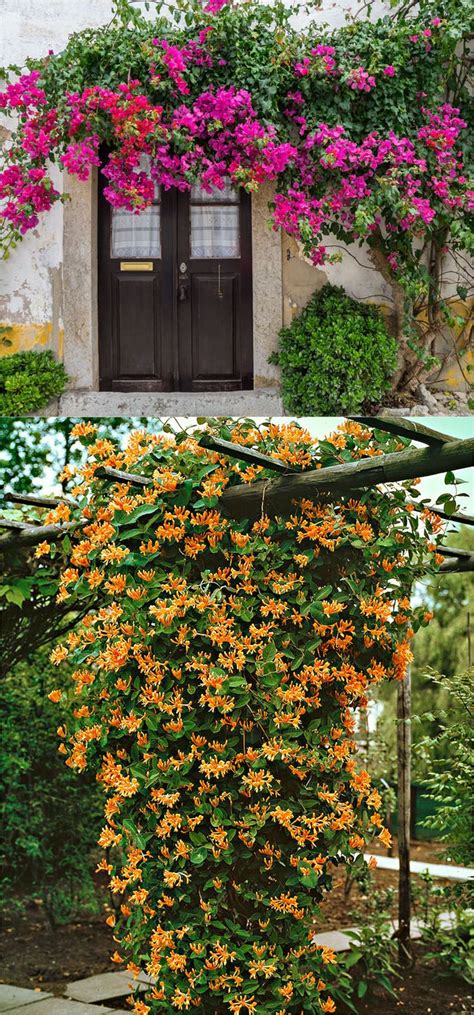 If you're looking for some fast growing flowering vines, here is a list of vine plants you can choose vines such as ivy and trumpet vine will grow quickly and can cover large areas. 20+ Favorite Flowering Vines and Climbing Plants | Plants ...