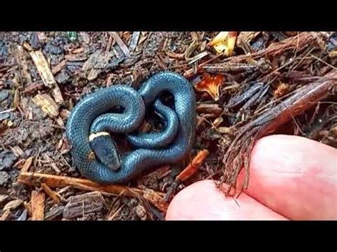 This kind of snake… corn snake, albino corn snake, black corn snake, fancy corn snake. Smallest Snake Encounter | Small snakes, Snake, Cute snake