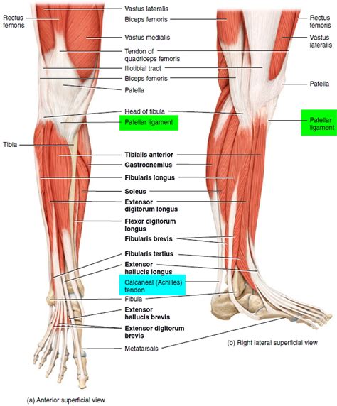 Leg Anatomy Muscles Ligaments And Tendons