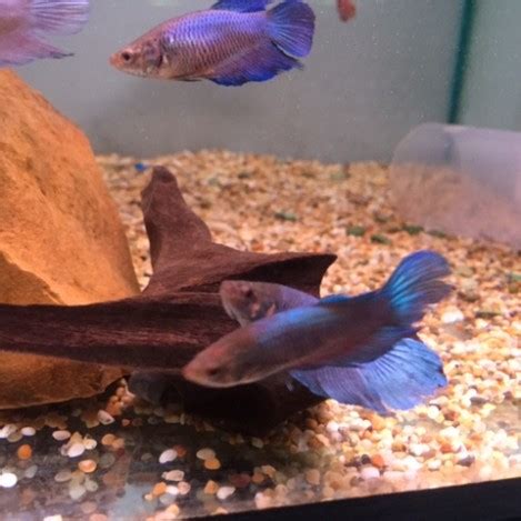 Introducing a male and female betta into the same tank simultaneously may end in disaster. Female Fighters (Betta) - Sedgley Road Aquarium