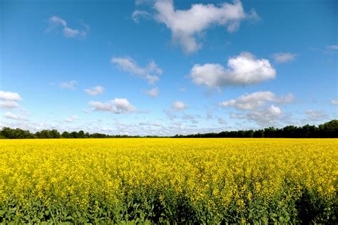 Check spelling or type a new query. Canola Field -- Manitoba Prairie Photo: Carolyn Janzen ...