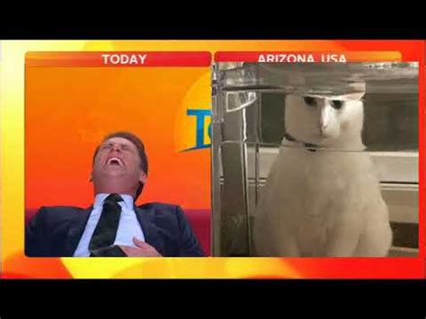 News Anchor Laugh At Cat Meme Reporter Laughing At Cat Know Your Meme
