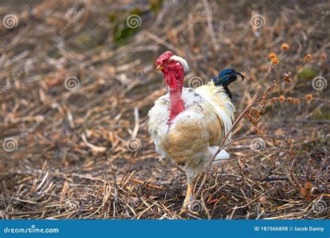 Transylvanian Naked Neck Rooster Free Range Rare Breed Of Chicken
