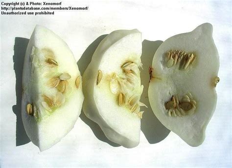 Add cooked and drained squash and melted butter. PlantFiles Pictures: Scallop Squash, Patty Pan Squash ...