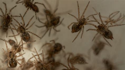 Top 158 Which Animal Group Does A Spider Belong To