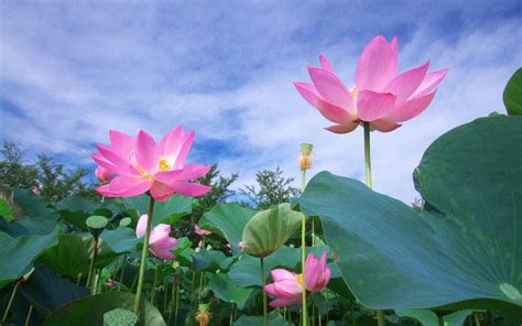 If you're looking for the best lotus flower wallpapers then wallpapertag is the place to be. Pink Lotus Flowers Hd Wallpaper 2560x1600 : Wallpapers13.com