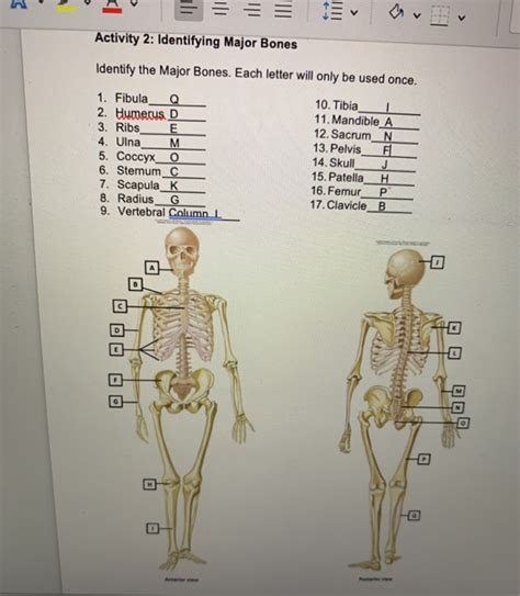 12 Major Bones In The Human Body How Many Bones In The Human Body