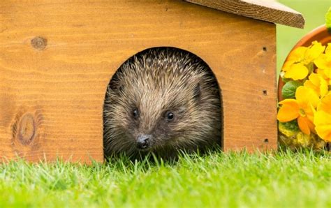 The Uks 5 Best Hedgehog Houses Reviewed Upgardener™