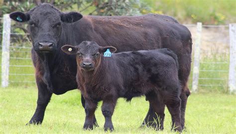 Welsh Black Cattle Breed Everything You Need To Know
