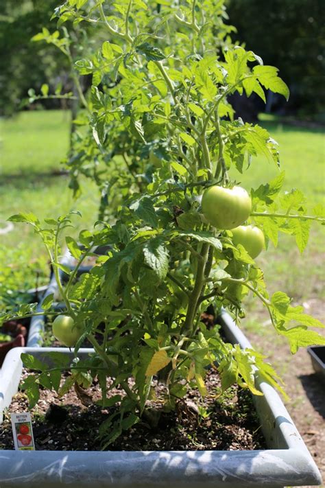 Growing Determinate Tomato Plants Perfect For Containers