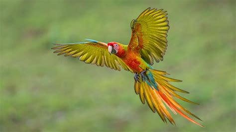Parrot Macaw Flying Hd Desktop Wallpapers 4k Hd Images