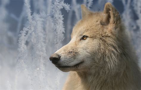 White Wolf In Winter Fondo De Pantalla Hd Fondo De Escritorio