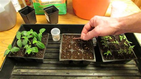 Grow Tomato Plants From Seed And Save Money