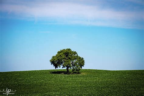 Lone Tree In Field Of Green Photograph By Shari Pederson Pixels