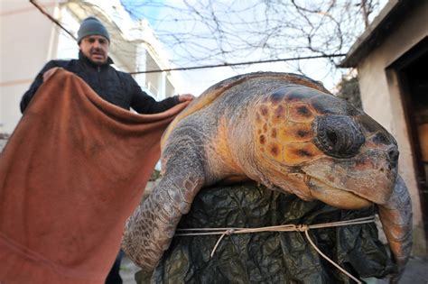 Zadarski - Pronađena uginula želva s oznakom