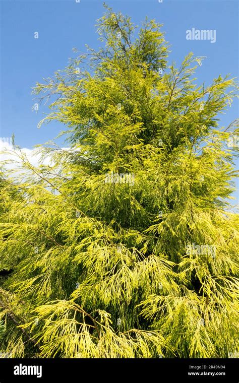 Blue Sky Golden Yellow Foliage Coniferous Tree Port Orford Cypress