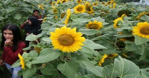 Terdapat berbagai wisata pilihan di dalamnya, salah satunya kebun bunga matahari. 4 Kebun Bunga Matahari yang Bikin Selfie Makin Berseri