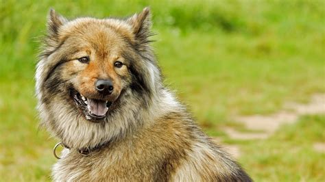 Esto Es Lo Que Debes Hacer Para Que A Tu Perro No Se Le Caiga El Pelo