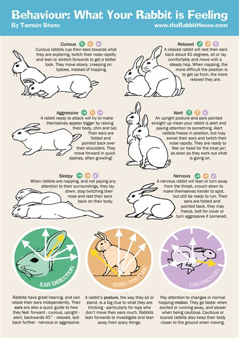 Bunny Body Language Pet Bunny Rabbits Bunny Cages Rabbit Behavior