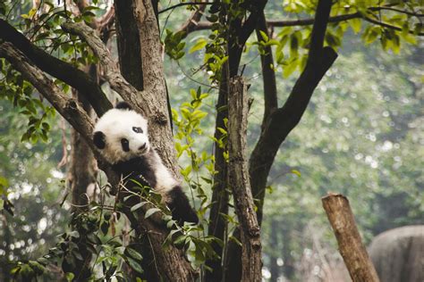 Chinas New Giant Panda National Park Is Opening Soon