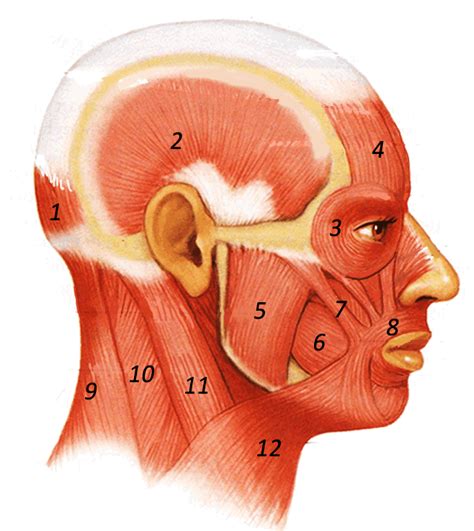 Neck Muscle Diagram Blank Head And Neck Muscles Diagram Body