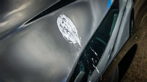 5 Ways To Remove Bird Poop From A Car And How To Protect The Paint