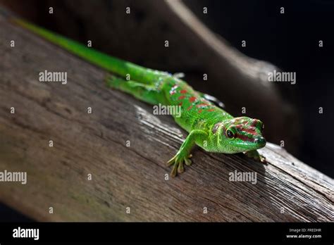 Phelsuma Phelsuma Day Gecko Mauritius Stock Photo Alamy