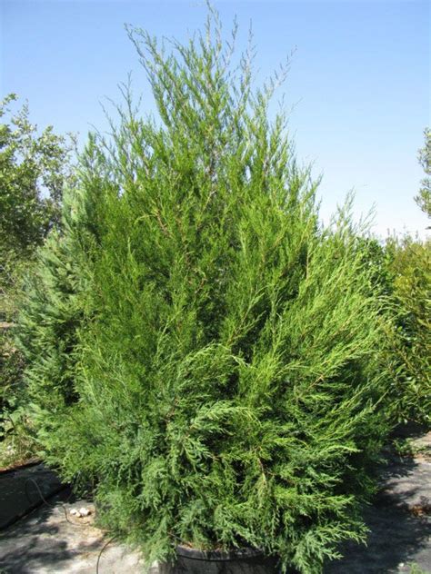 Juniperus Virginiana Virginia Cedar 2 Per Year Evergreen 25 H X 20