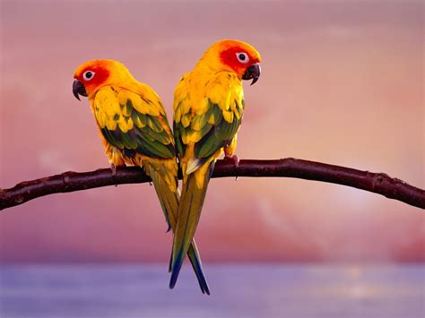 Sun Conure Parrots Wallpaper Picture Beautiful Bird Wallpaper Pet