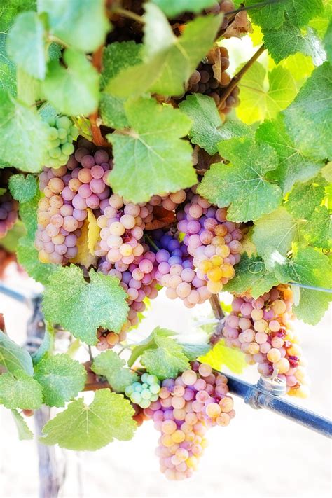 Edit Free Photo Of Wine Grapeswhite Grapesgrapesvinevineyard