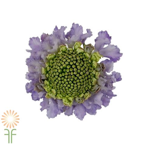 Lavender Scoop Scabiosas Wholesale Flowers And Diy Wedding Flowers