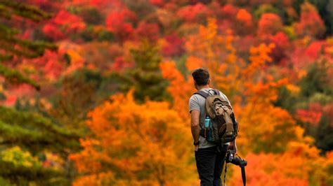 Fall Foliage 2020 Leaves Colors Still Vibrant Despite Cold Weather