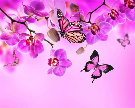 Orchid Pink Blossom Flowers Beautiful Butterflies Flower