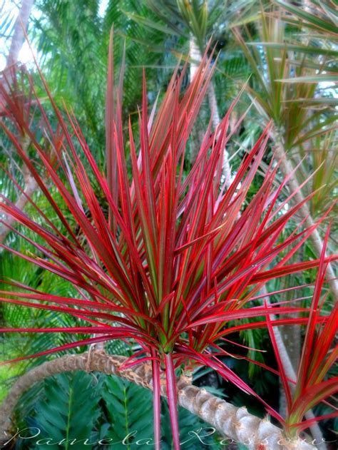 Perennial flowers in florida have to be able to tolerate the heat and humid climate there. Dracaena: Florida Plant | Florida plants, Backyard garden ...