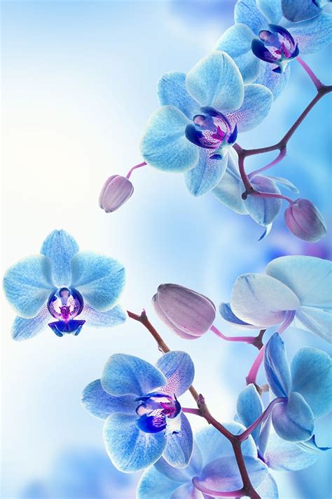 That pretty blue orchid today will most likely be a more common white one at the next bloom cycle. Blue Orchids Wallpaper | Голубые орхидеи, Орхидея