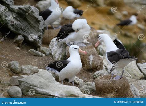 Pair Of Black Browed Albatross Birds Diomedeidae Billing During Breeding Season In Colony On