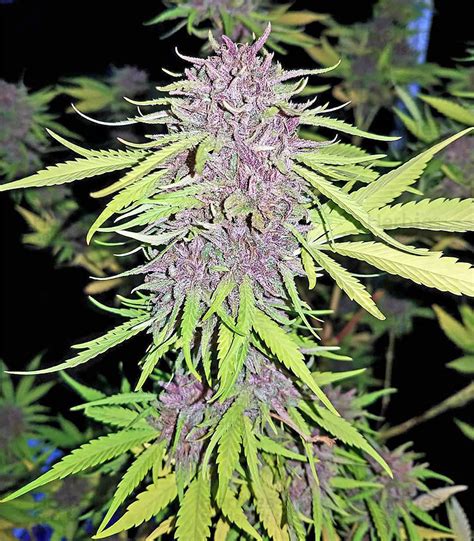 Pure Kush Feminized Seeds For Sale Information And Reviews Herbies