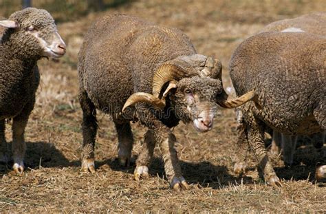 Merinos D Arles Sheep A French Breed Ram With Ewe Stock Photo Image