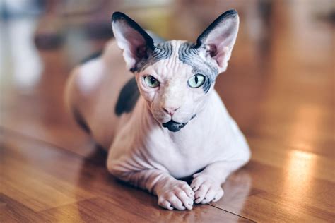 Average Litter Size For Sphynx Cat Cat Meme Stock Pictures And Photos
