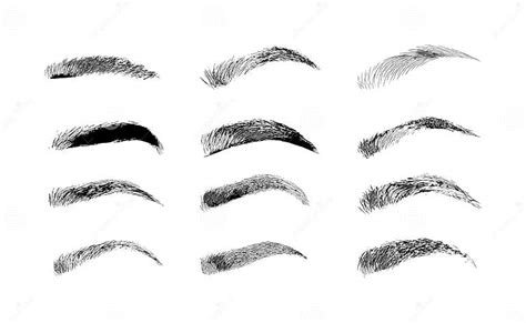 Eyebrow Shapes Various Types Of Eyebrows Classic Type And Other Trimming Stock Vector